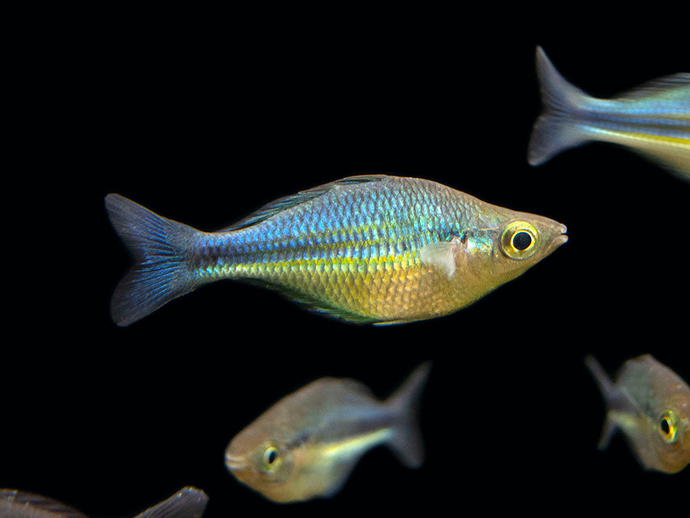 Lake Kutubu Turquoise Rainbowfish (Melanotaenia lacustris), Tank-Bred!