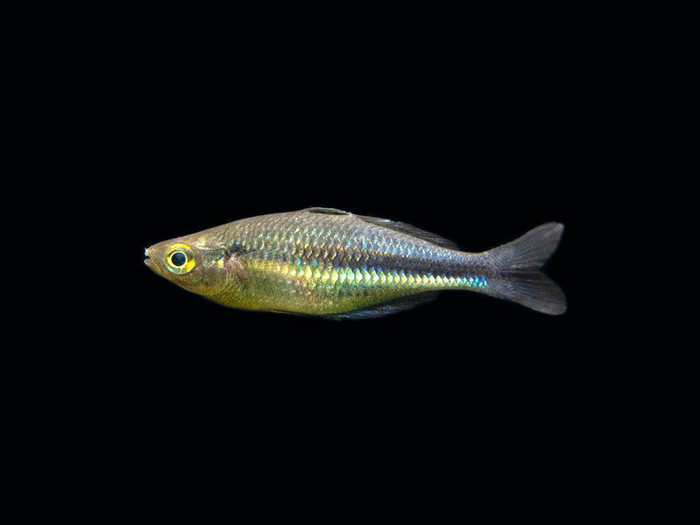 Turqoise Fish Kutubu Turquoise Rainbowfish (Melanotaenia lacustris) - Aquatic Arts on ...