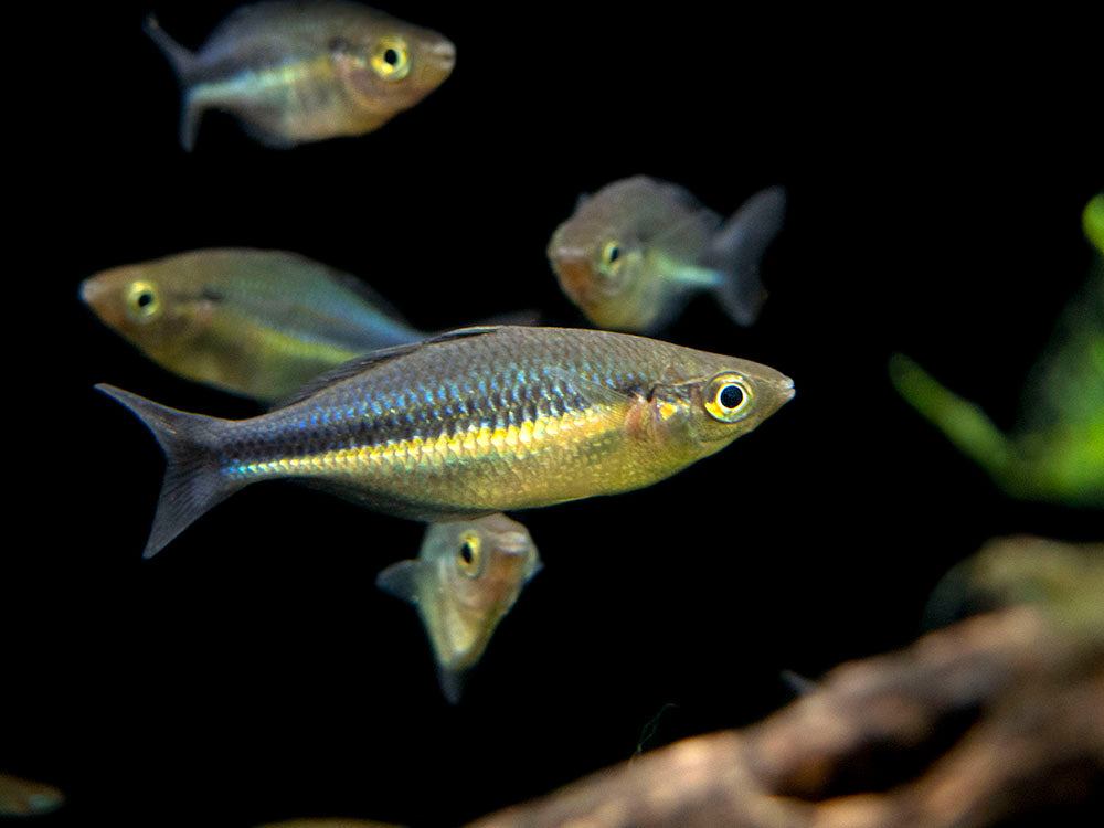 Turqoise Fish Kutubu Turquoise Rainbowfish (Melanotaenia lacustris) - Aquatic Arts