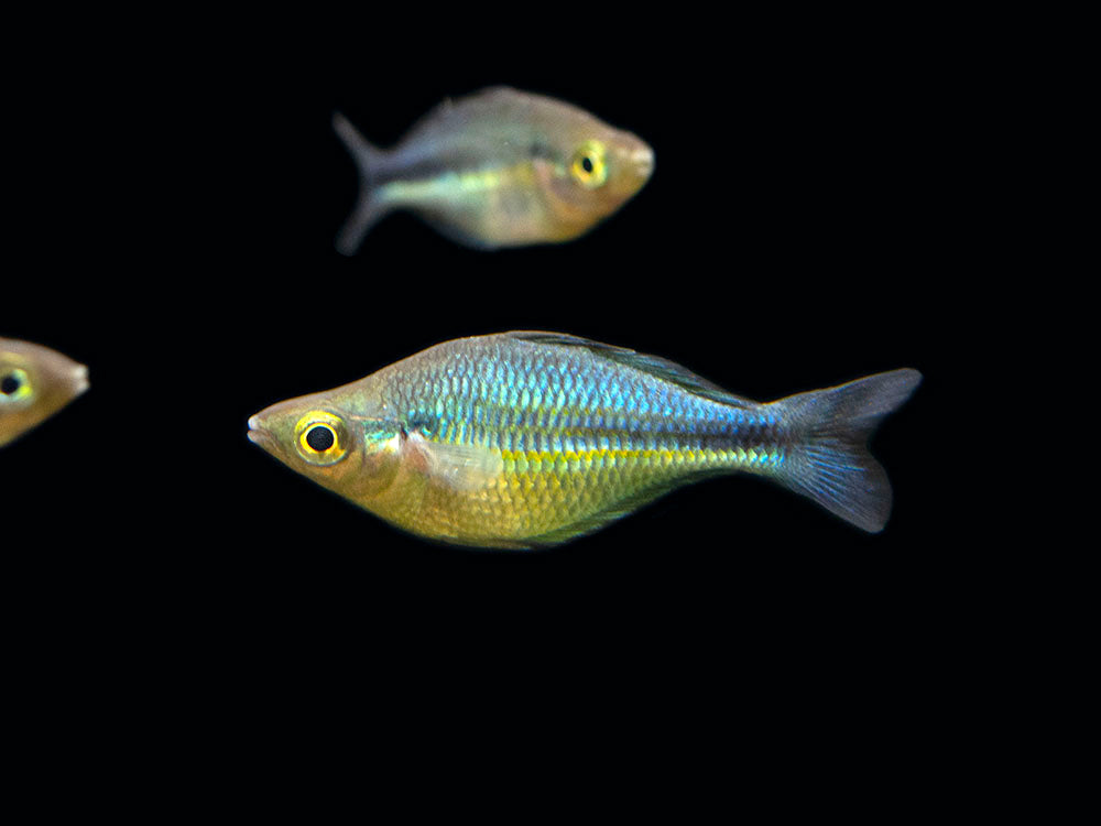 Turqoise Fish Kutubu Turquoise Rainbowfish (Melanotaenia lacustris) - Aquatic Arts