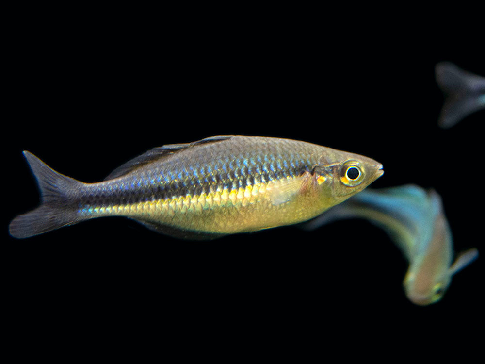 Lake Kutubu Turquoise Rainbowfish (Melanotaenia lacustris), Tank-Bred!