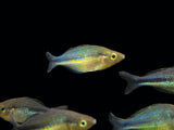 Lake Kutubu Turquoise Rainbowfish (Melanotaenia lacustris), Tank-Bred!