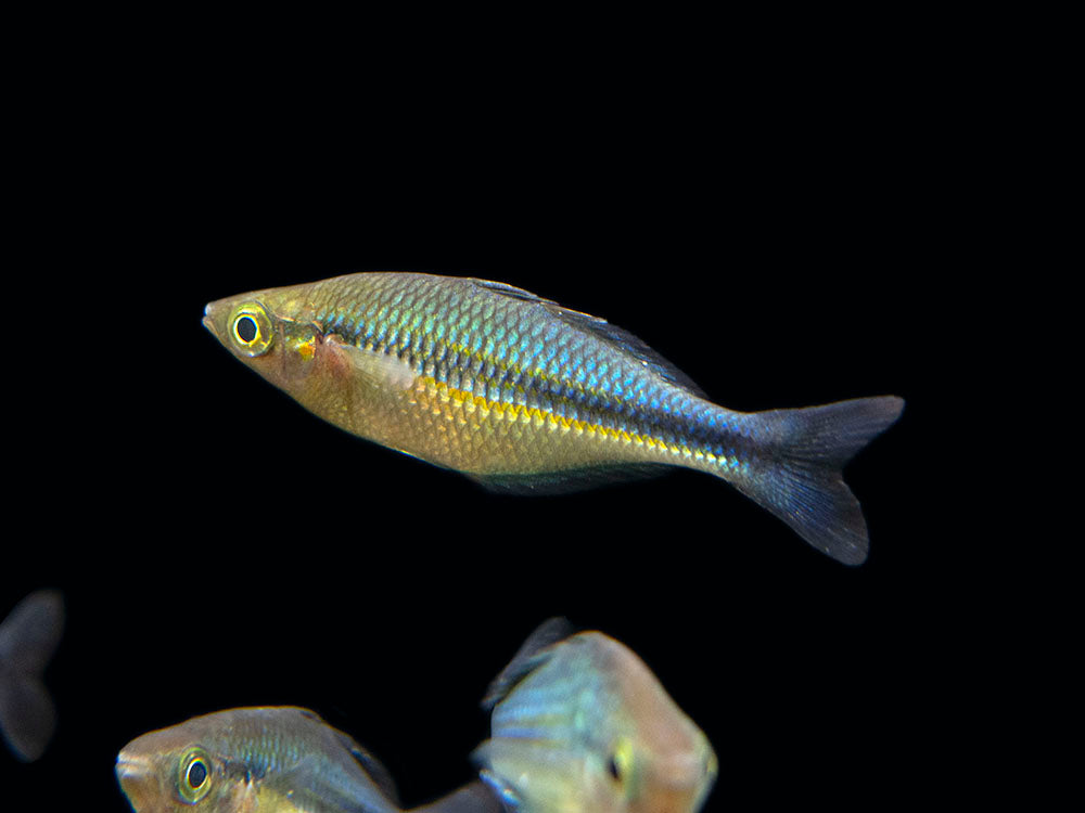 Turqoise Fish Kutubu Turquoise Rainbowfish (Melanotaenia lacustris) - Aquatic Arts
