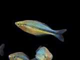 Lake Kutubu Turquoise Rainbowfish (Melanotaenia lacustris), Tank-Bred!