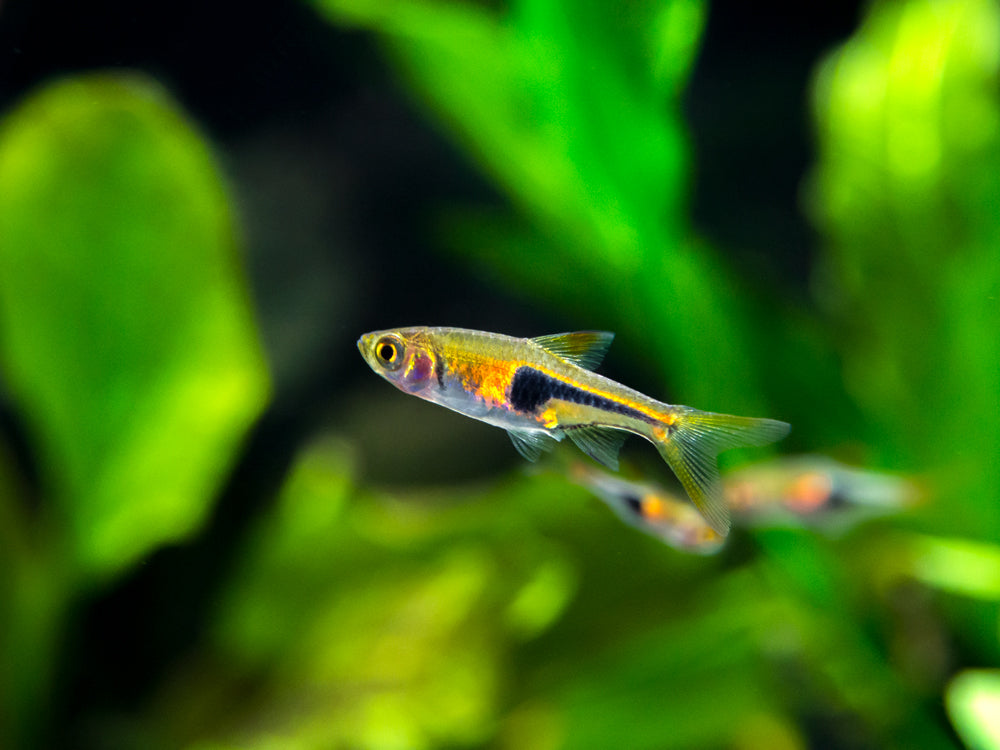 Lambchop Rasbora (Trigonostigma espei)