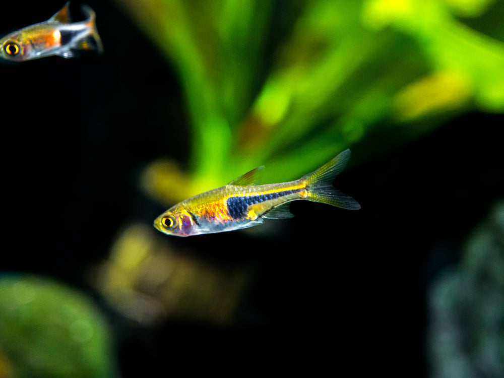 Lambchop Rasbora (Trigonostigma espei)