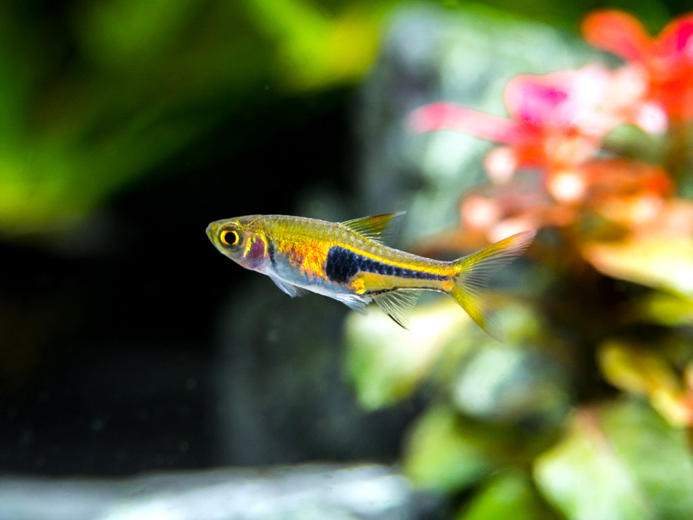 Lambchop Rasbora (Trigonostigma espei)