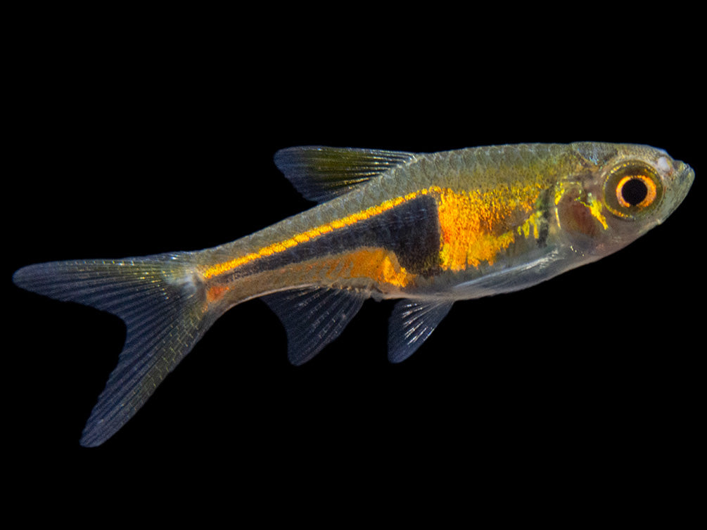 Lambchop Rasbora (Trigonostigma espei)