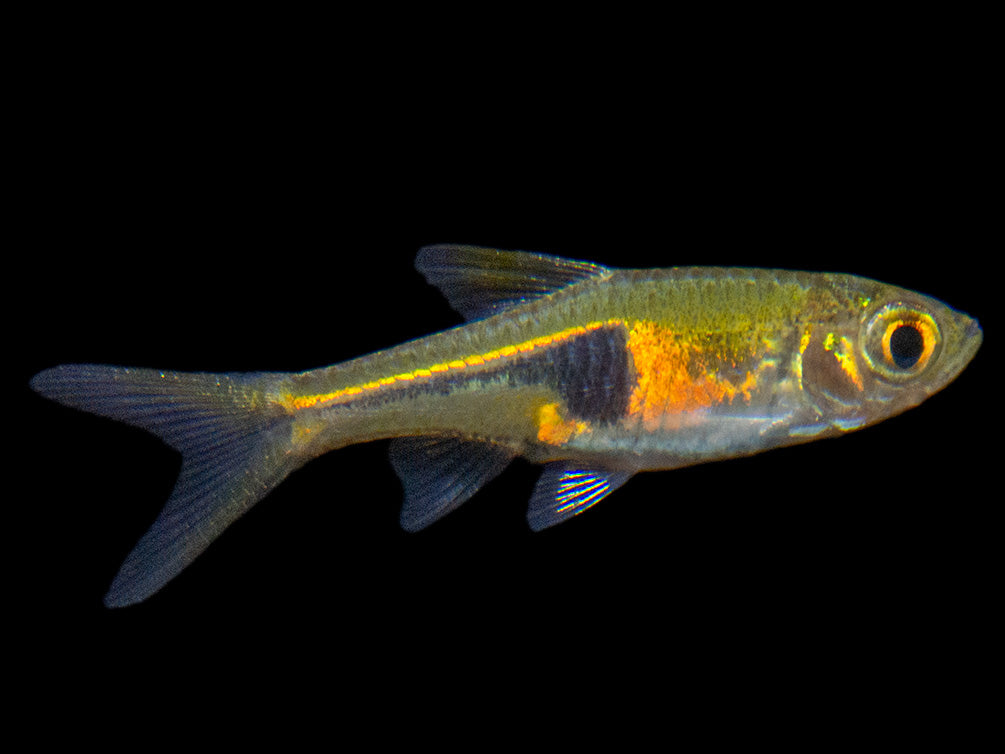 Lambchop Rasbora (Trigonostigma espei)