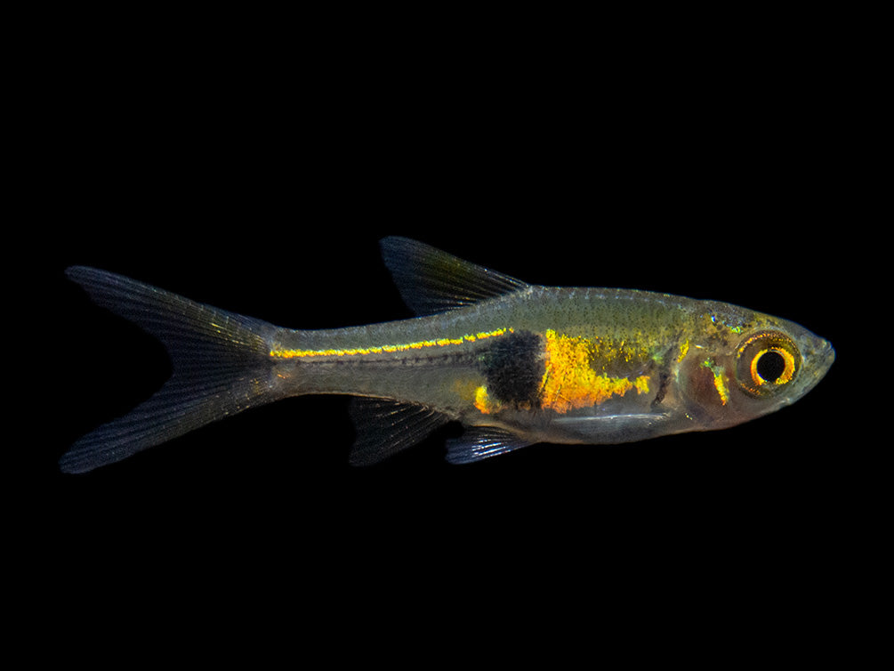 Lambchop Rasbora (Trigonostigma espei)