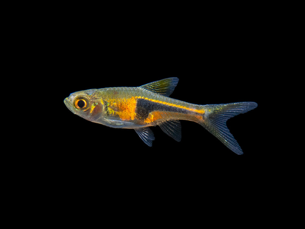 Lambchop Rasbora (Trigonostigma espei)