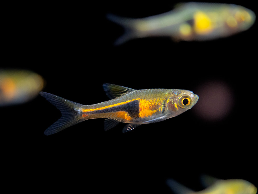 Lambchop Rasbora (Trigonostigma espei)