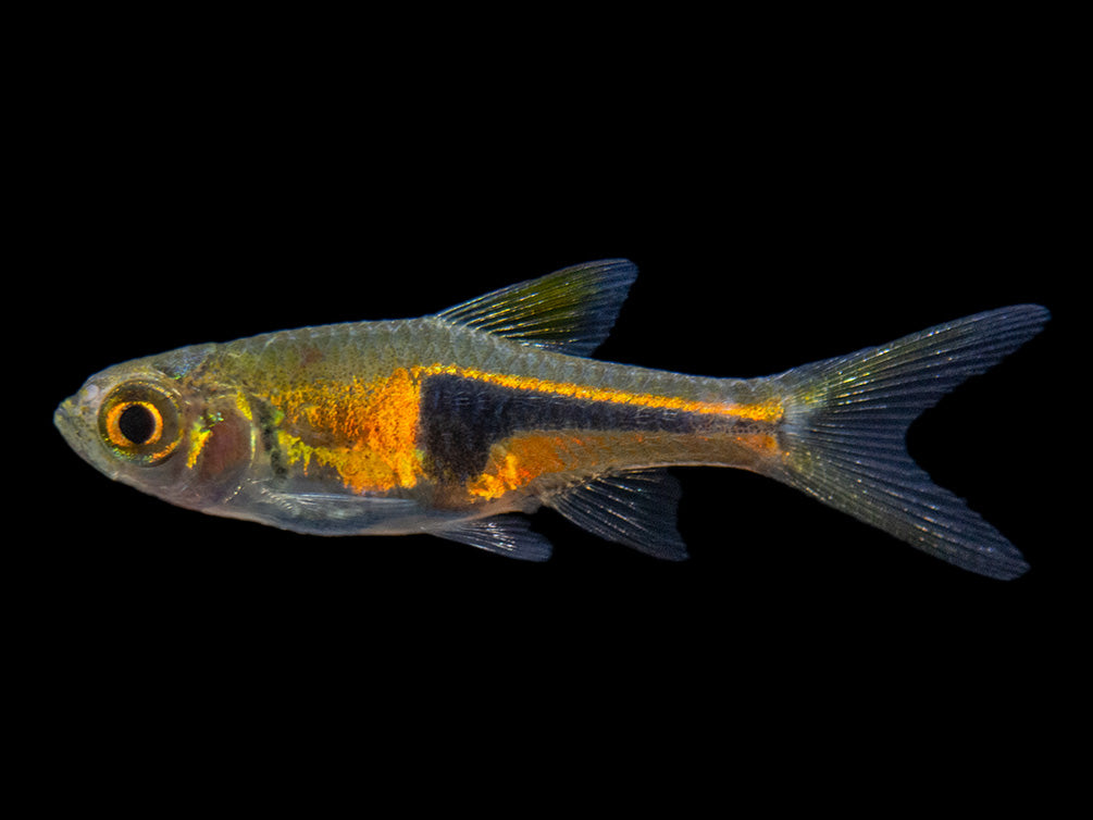 Lambchop Rasbora (Trigonostigma espei)