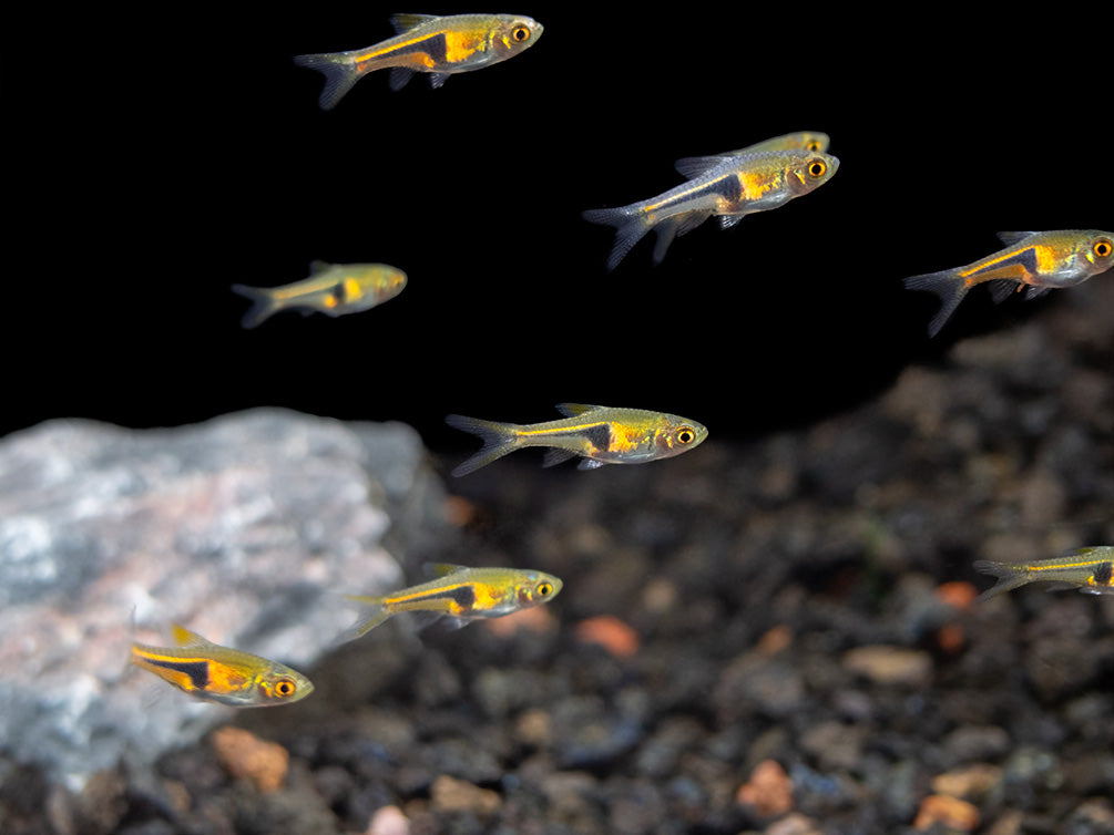 Lambchop Rasbora (Trigonostigma espei)