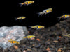 Lambchop Rasbora (Trigonostigma espei)