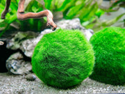 marimo moss balls fertilizer 