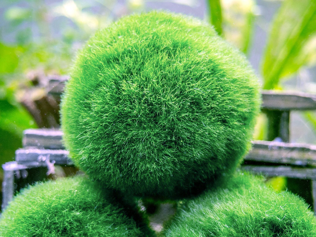 moss ballls marimo 