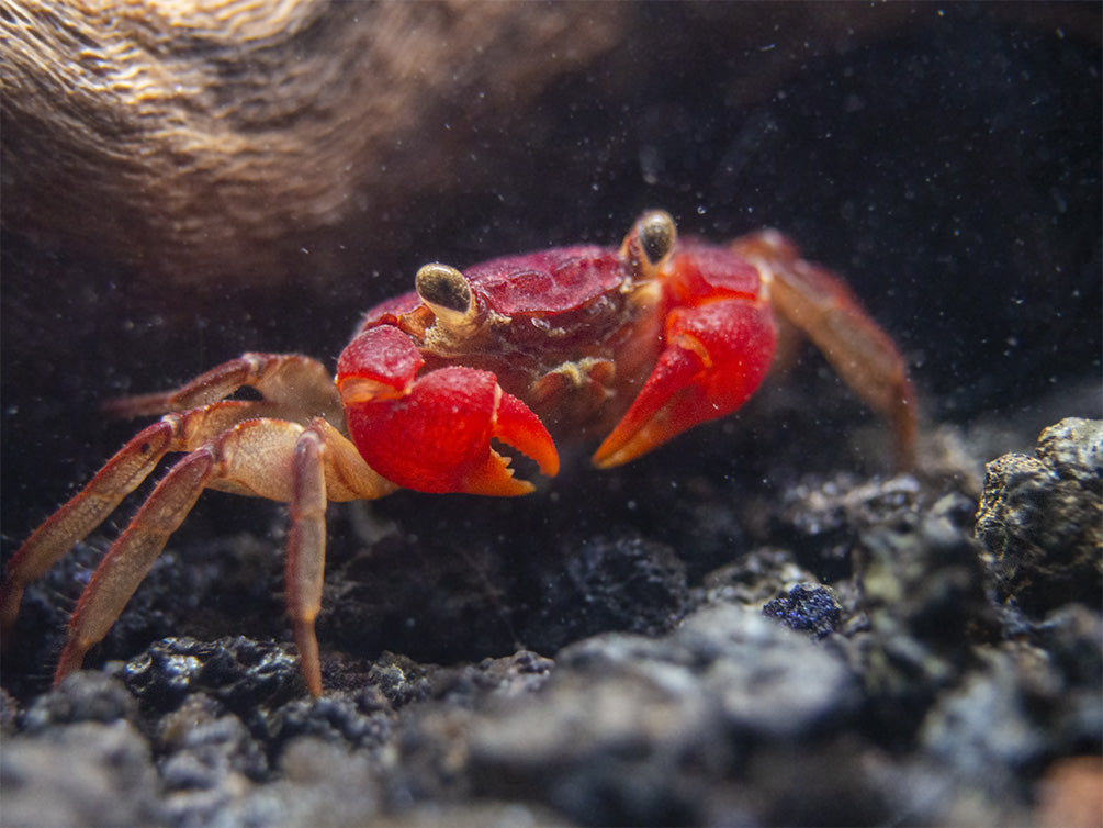 Lars's Maroon Red Vampire Crab (Geosesarma larsi)