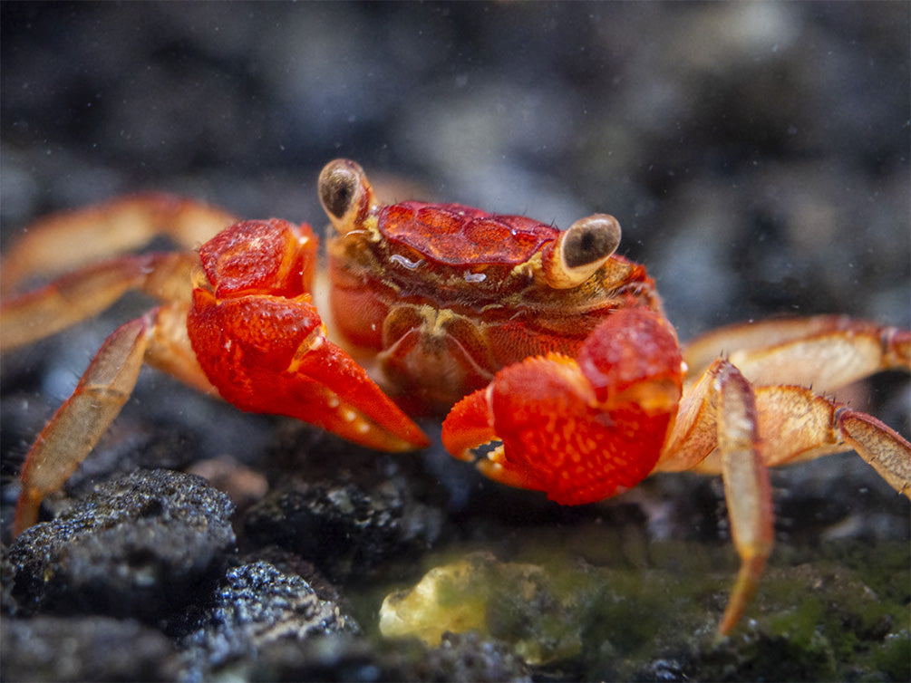 Lars's Maroon Red Vampire Crab (Geosesarma larsi)