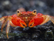 Lars's Maroon Red Vampire Crab (Geosesarma larsi)