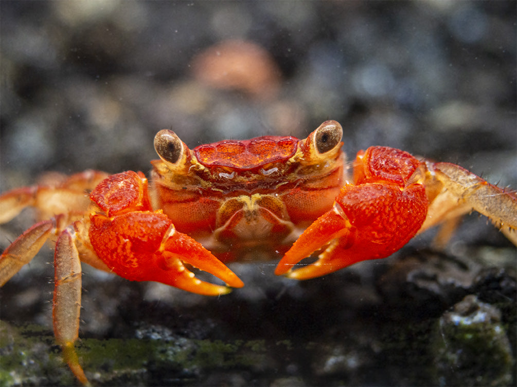 Lars's Maroon Red Vampire Crab (Geosesarma larsi)