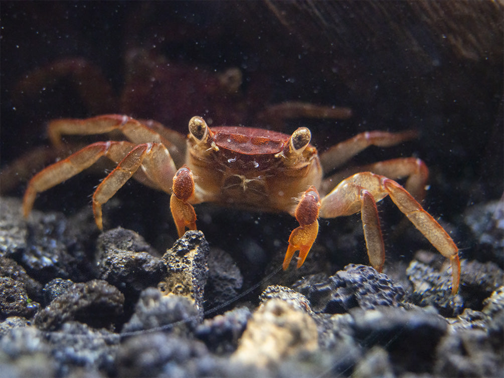 Lars's Maroon Red Vampire Crab (Geosesarma larsi)