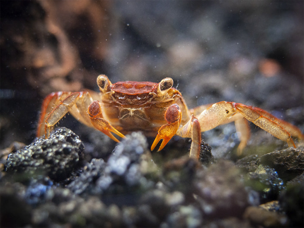 Lars's Maroon Red Vampire Crab (Geosesarma larsi)