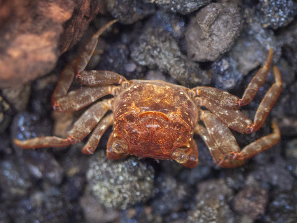 Lars's Maroon Red Vampire Crab (Geosesarma larsi)