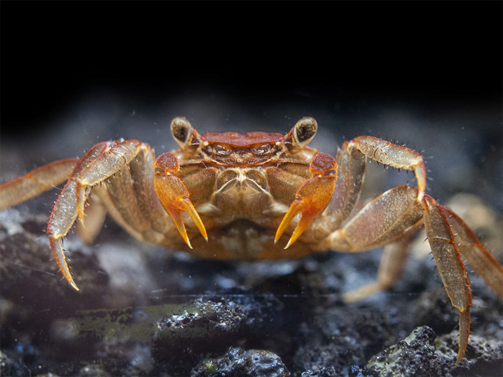 Lars's Maroon Red Vampire Crab (Geosesarma larsi)