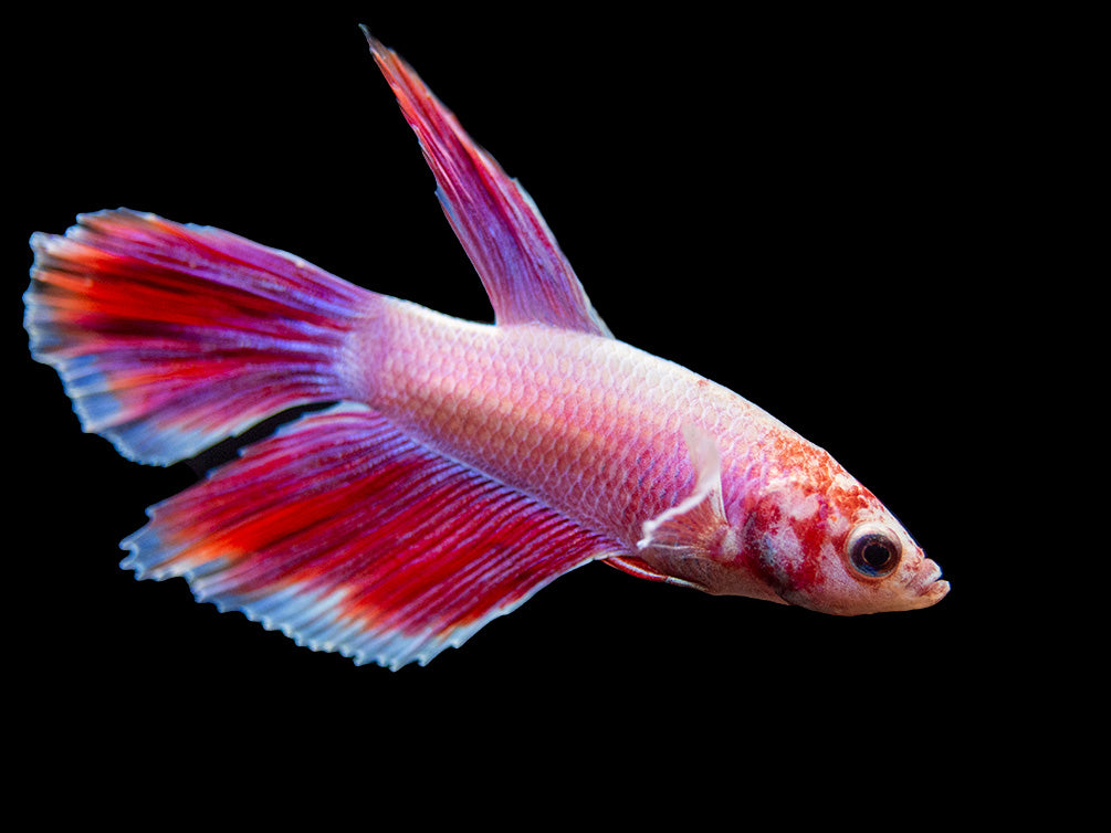 Assorted Dumbo Halfmoon Betta (Betta splendens) - Tank-Bred!