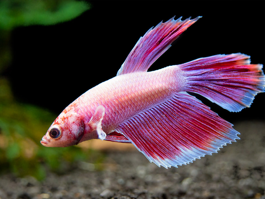 Assorted Dumbo Halfmoon Betta (Betta splendens) - Tank-Bred!