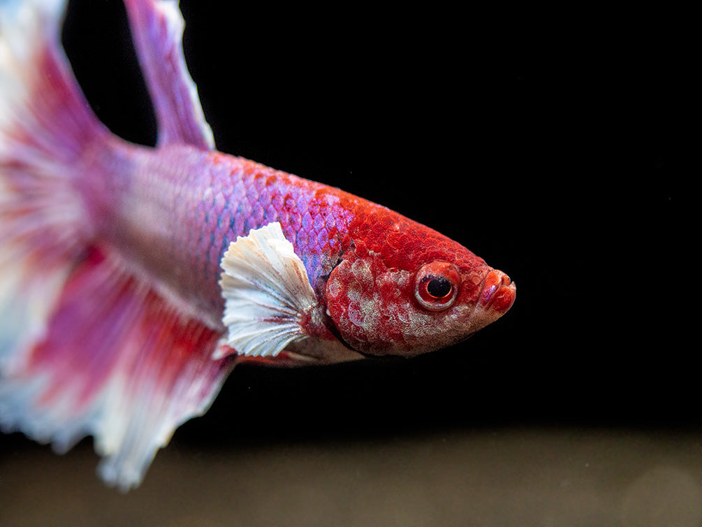 Assorted Dumbo Halfmoon Betta (Betta splendens) - Tank-Bred!