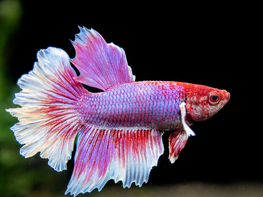 Dumbo Halfmoon Betta (Betta splendens), Male Aquatic Arts