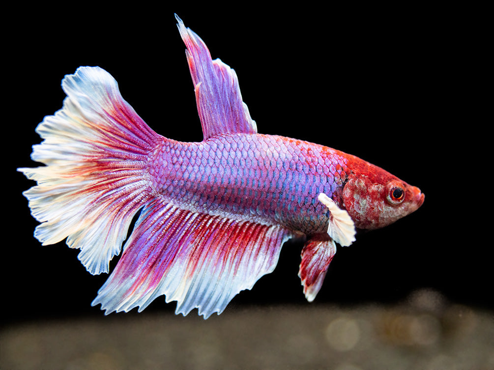 Assorted Dumbo Halfmoon Betta (Betta splendens) - Tank-Bred!