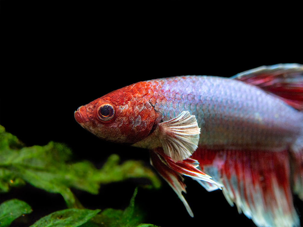 Assorted Dumbo Halfmoon Betta (Betta splendens) - Tank-Bred!