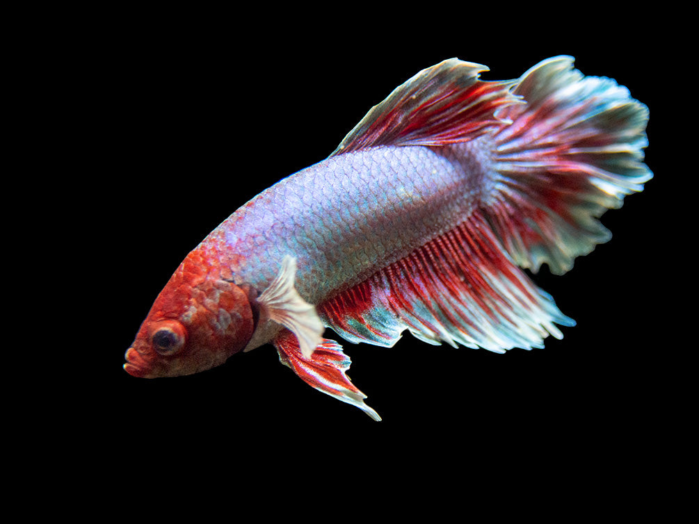 Assorted Dumbo Halfmoon Betta (Betta splendens) - Tank-Bred!