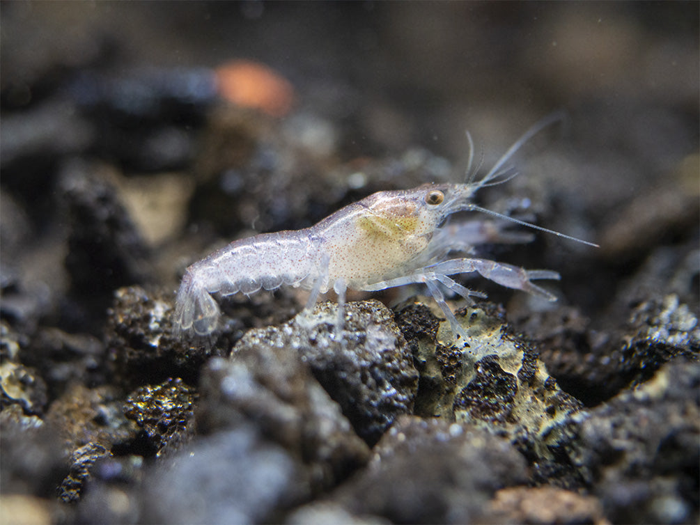 Least Dwarf Crayfish/Mini Lobster (Cambarellus diminutus), Tank-Bred