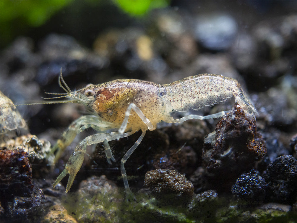 Least Dwarf Crayfish/Mini Lobster (Cambarellus diminutus), Tank-Bred