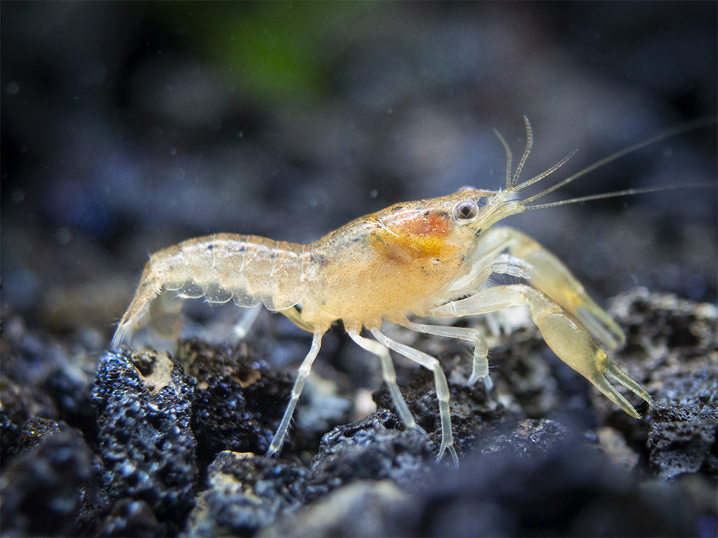 Least Dwarf Crayfish/Mini Lobster (Cambarellus diminutus), Tank-Bred