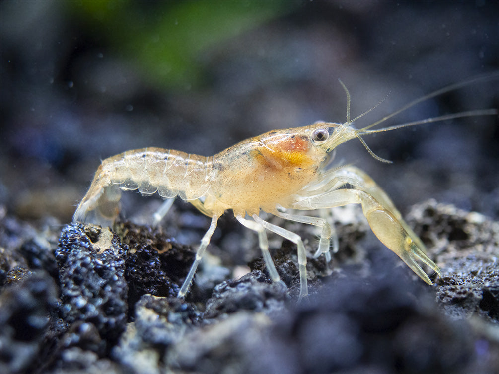 Least Dwarf Crayfish/Mini Lobster (Cambarellus diminutus), Tank-Bred