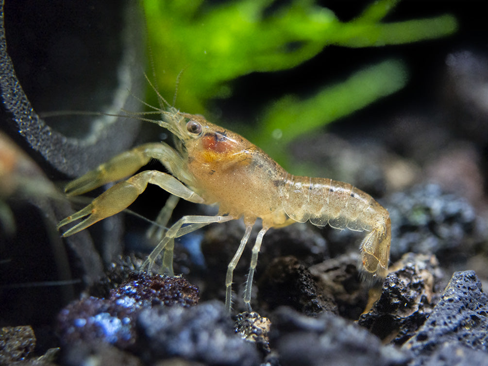 Least Dwarf Crayfish/Mini Lobster (Cambarellus diminutus), Tank-Bred
