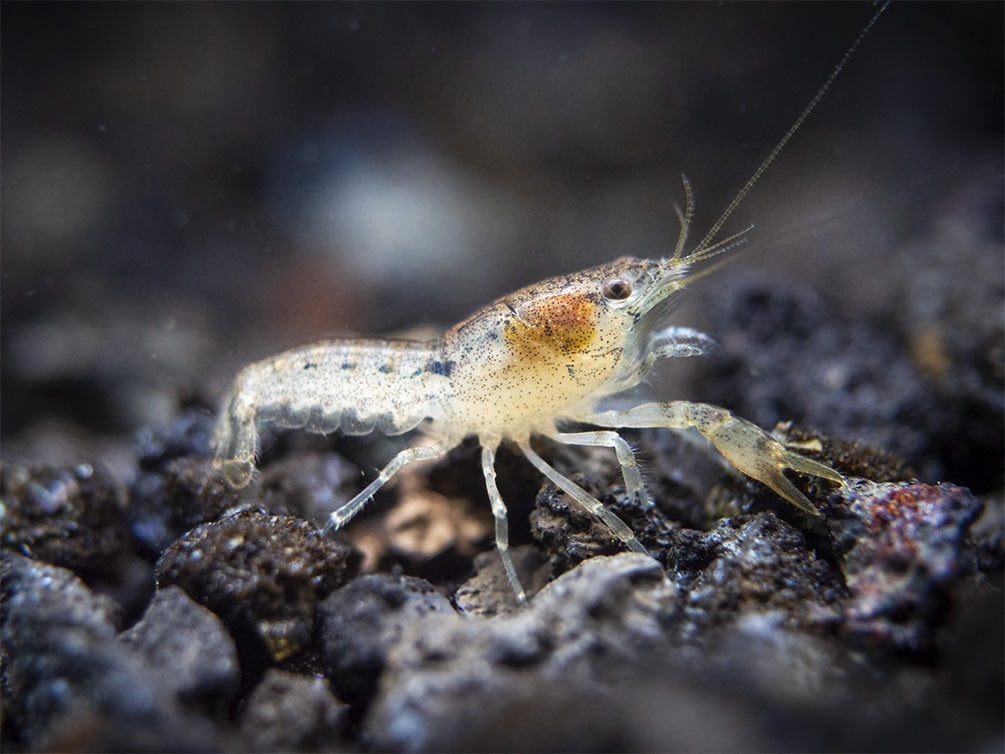 Least Dwarf Crayfish/Mini Lobster (Cambarellus diminutus), Tank-Bred