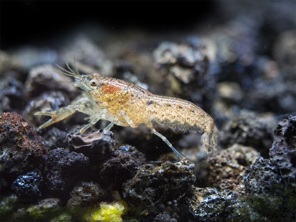 Least Dwarf Crayfish/Mini Lobster (Cambarellus diminutus), Tank-Bred