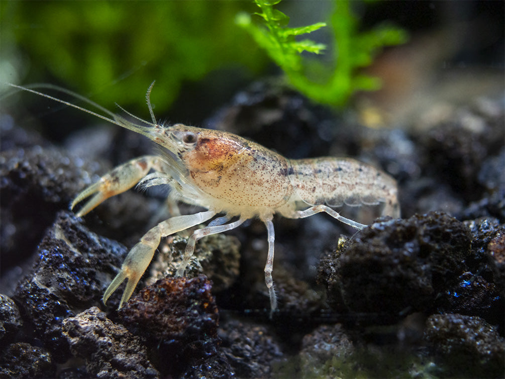 Least Dwarf Crayfish/Mini Lobster (Cambarellus diminutus), Tank-Bred
