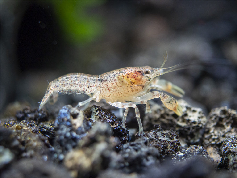 Least Dwarf Crayfish/Mini Lobster (Cambarellus diminutus), Tank-Bred