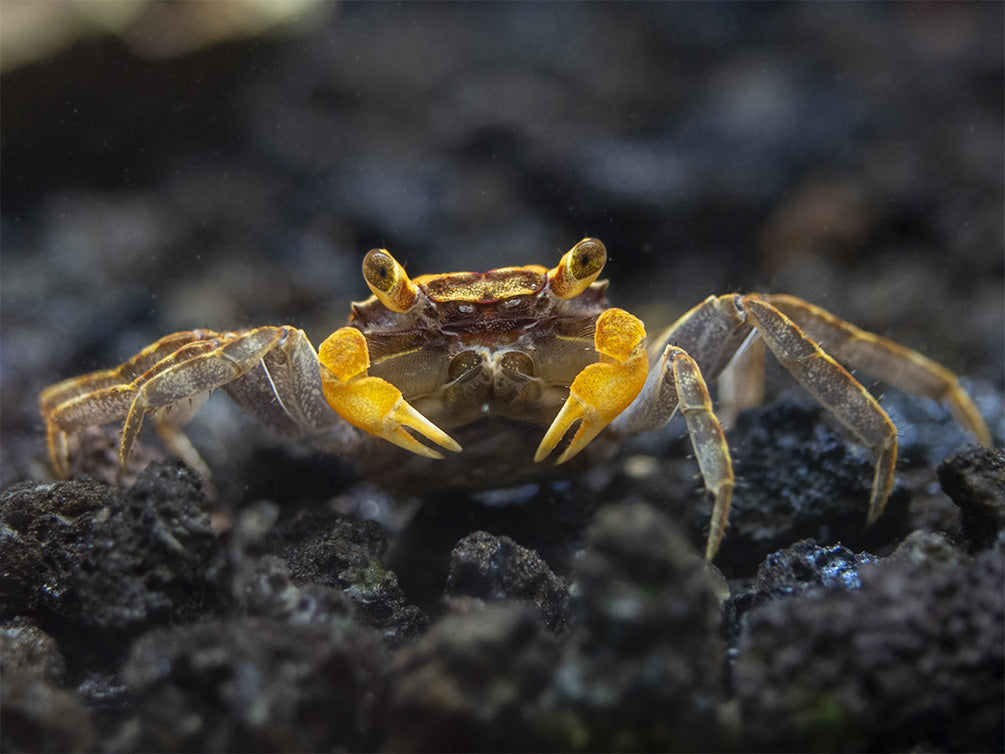 Lecaude Vampire Crab (Geosesarma sp.)