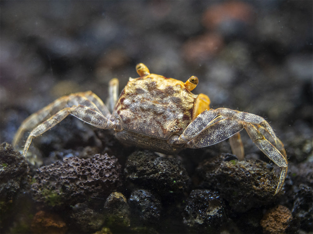 Lecaude Vampire Crab (Geosesarma sp.)