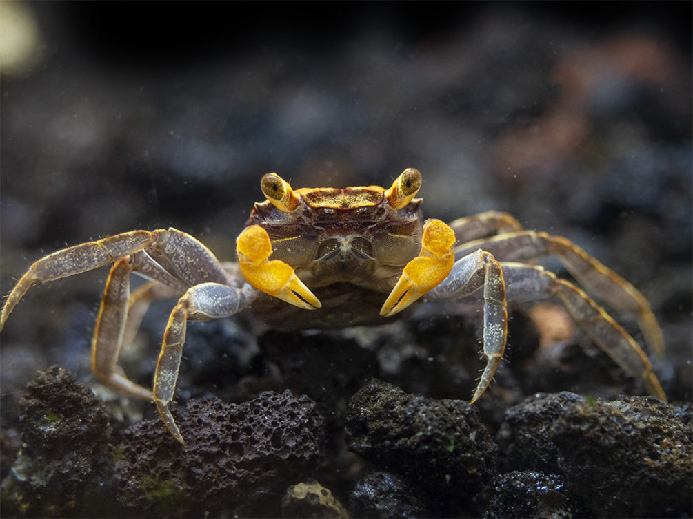 Lecaude Vampire Crab (Geosesarma sp.)