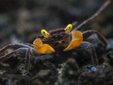 Lecaude Vampire Crab (Geosesarma sp.)
