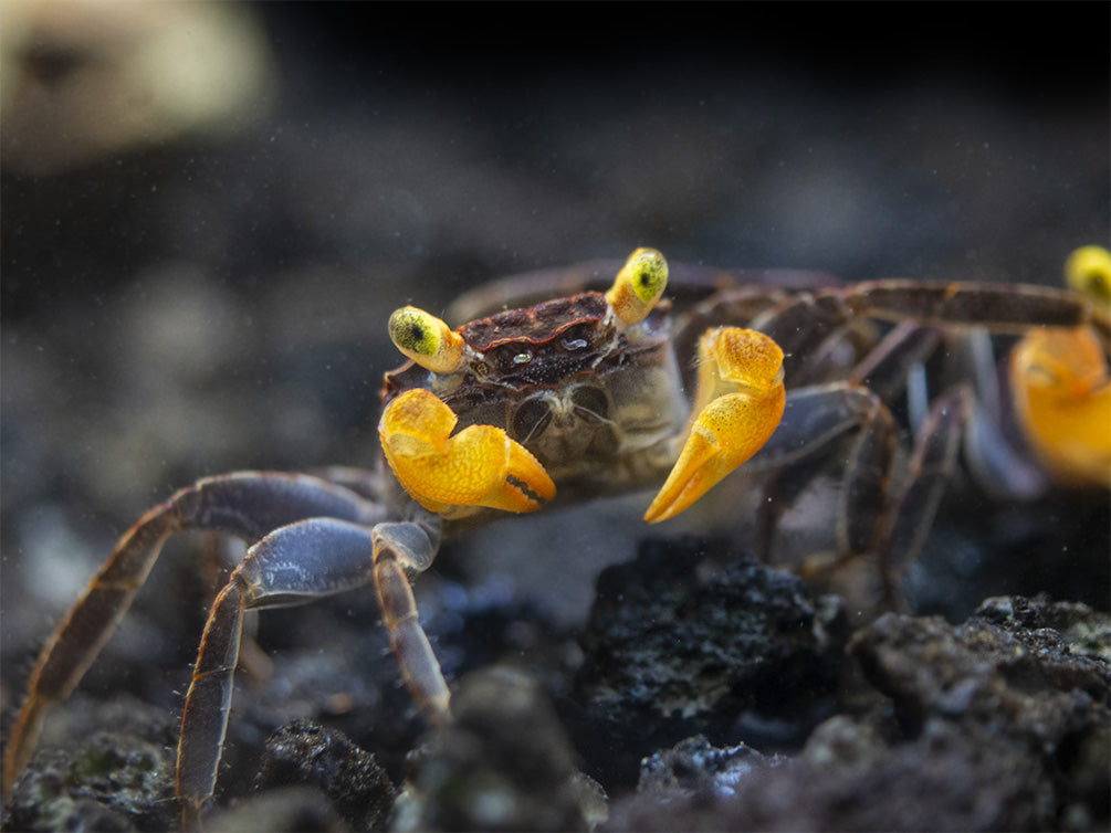 Lecaude Vampire Crab (Geosesarma sp.)